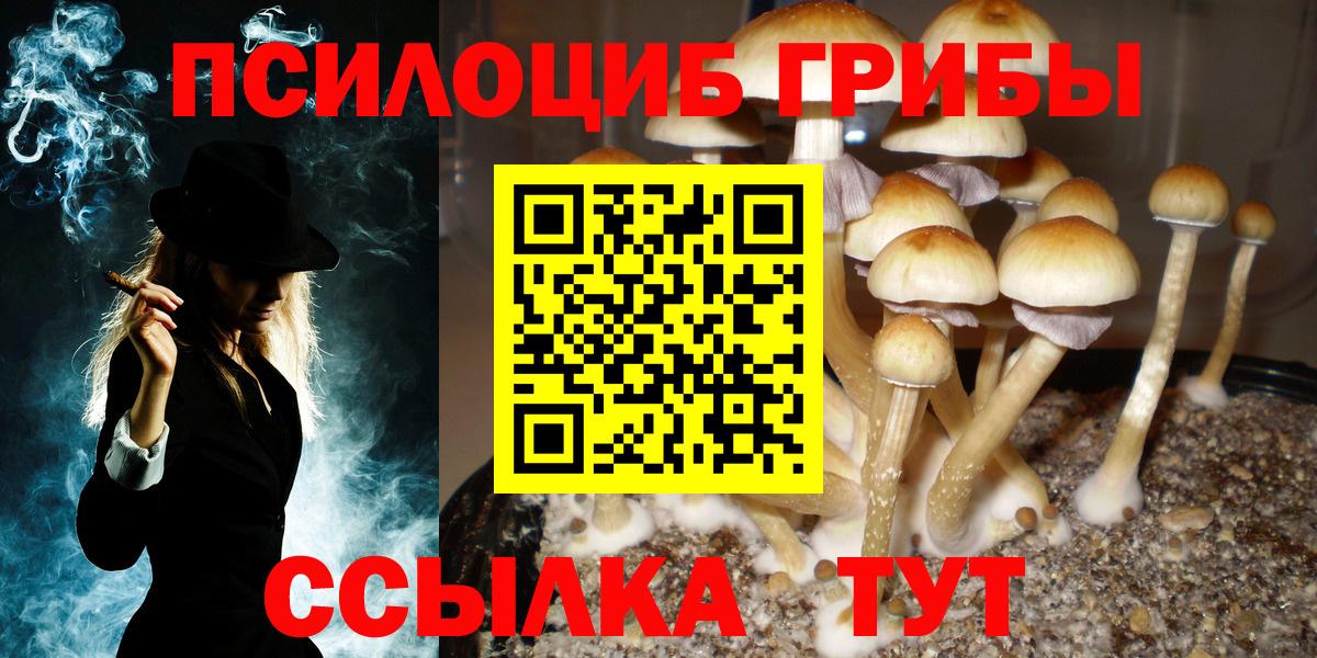 Галлюциногенные грибы Psilocybe Павловский Посад